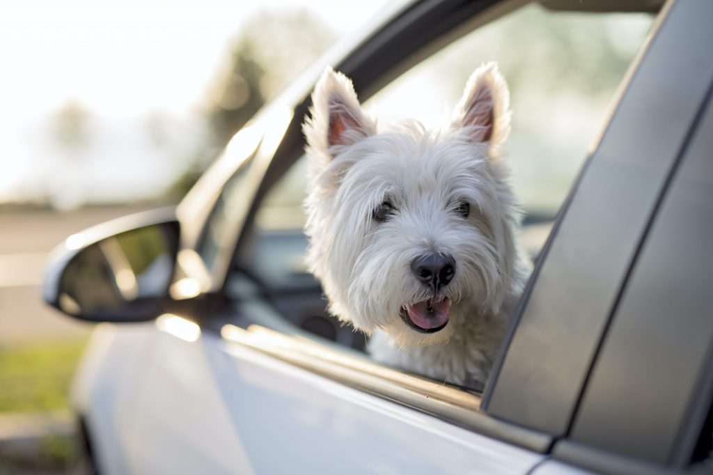 Power pups: Keep your dog safe with these pet&nbsp;accessories