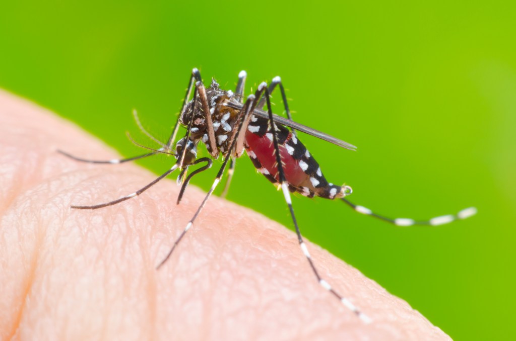 Rain or Ecoshine: A new, eco-friendly anti-mosquito&nbsp;solution