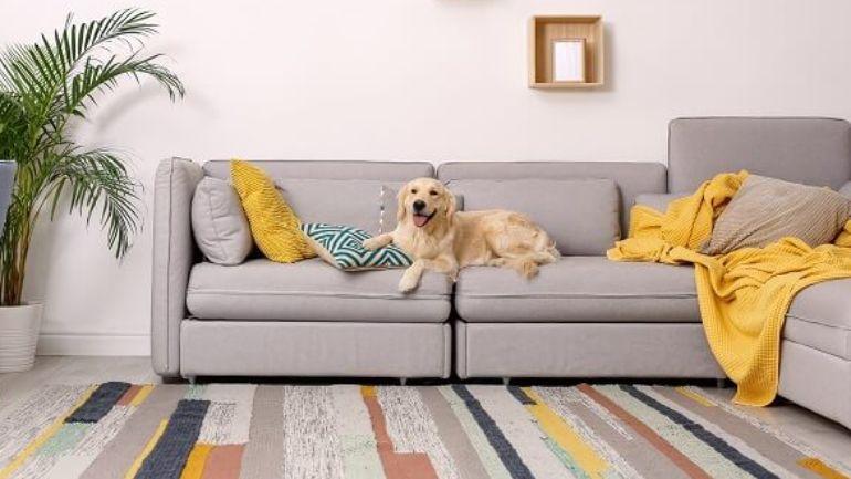 Keeping pets in Singapore: 5 extra costs and considerations for your new&nbsp;home